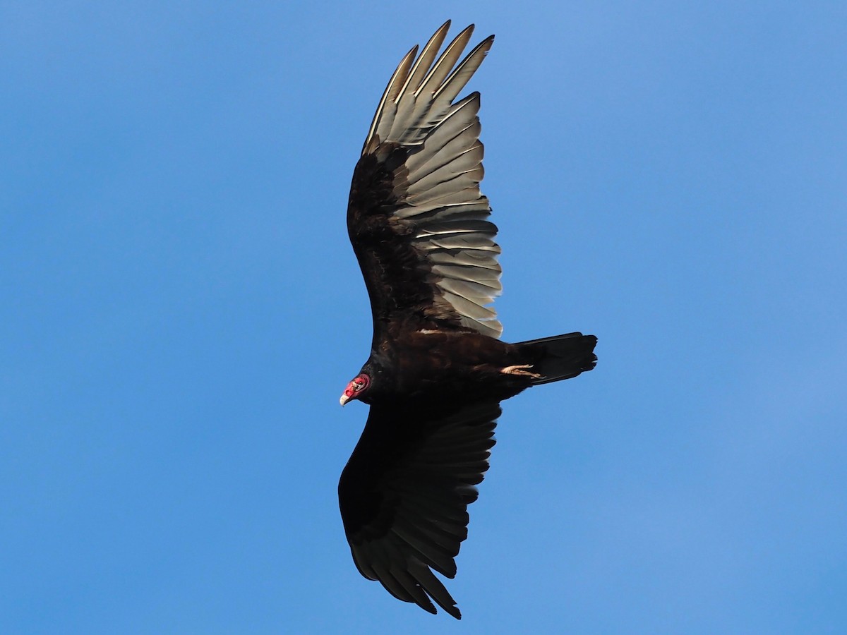 Turkey Vulture - ML620039647