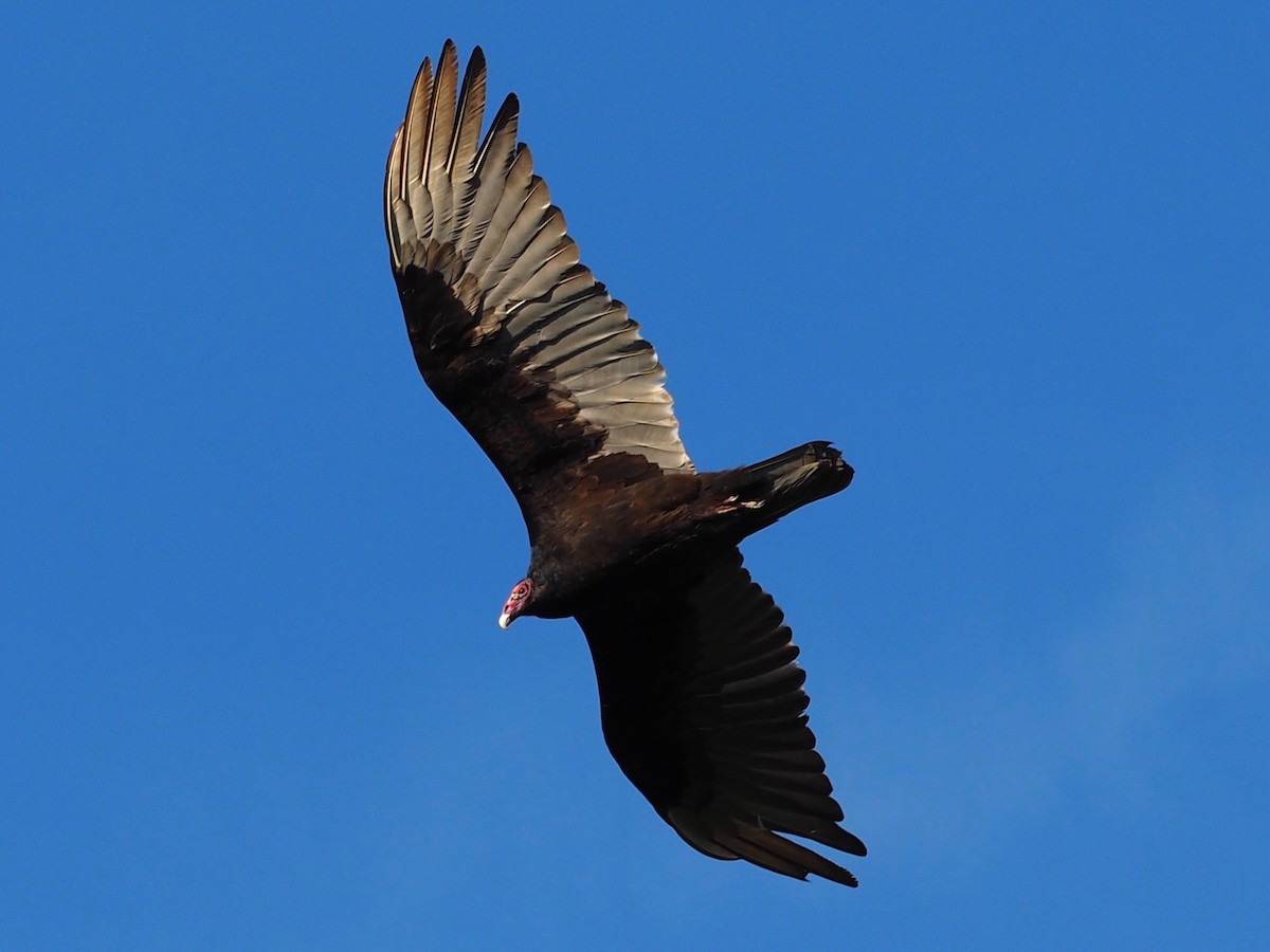 Turkey Vulture - ML620039648