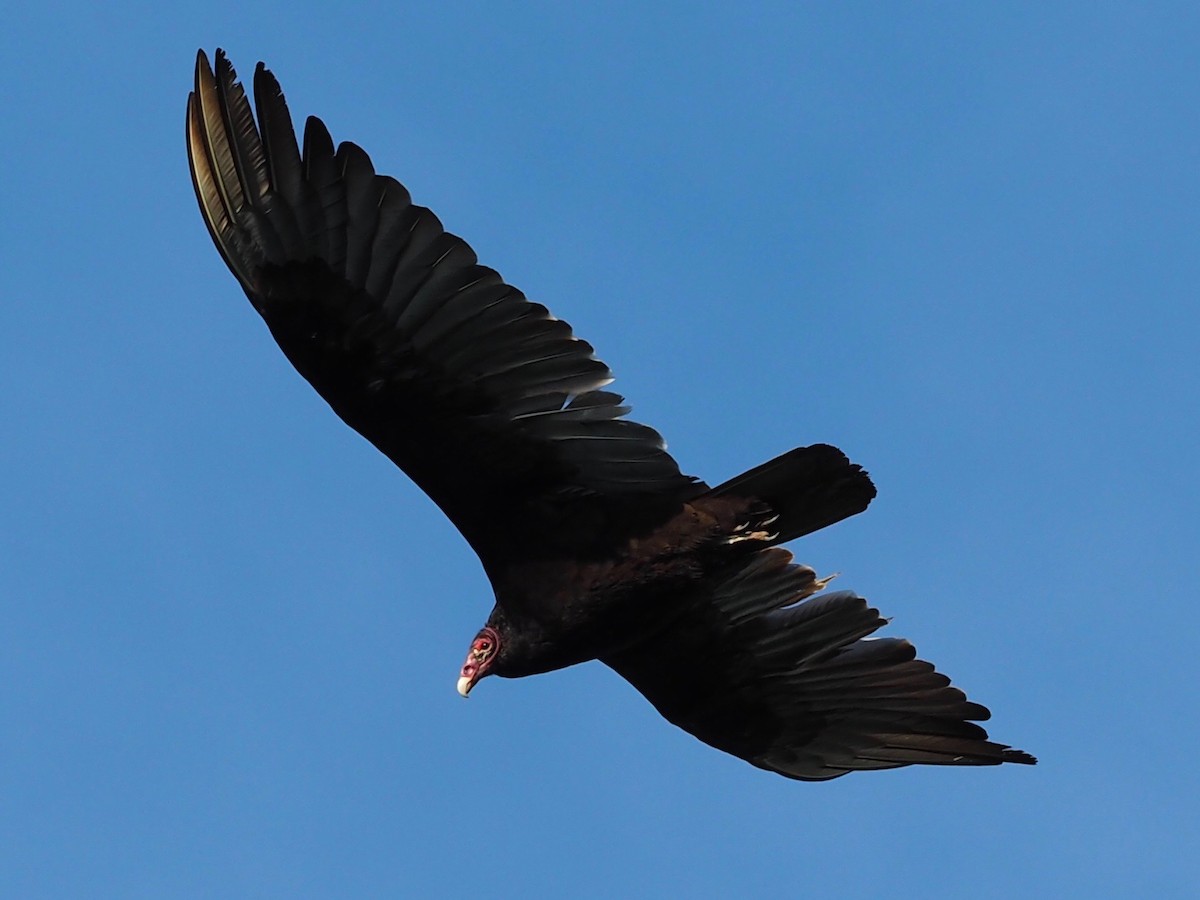 Turkey Vulture - ML620039649