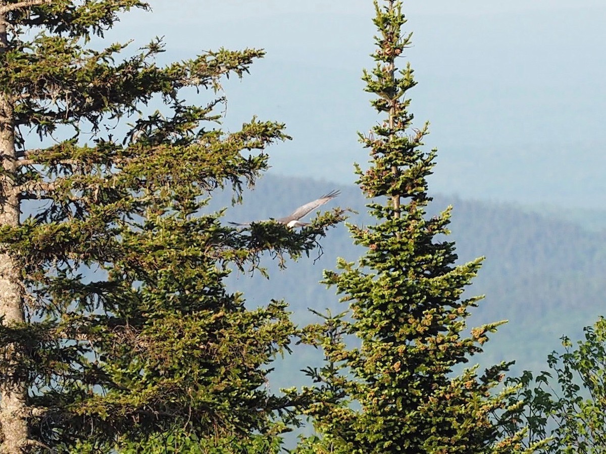 Northern Harrier - ML620039651