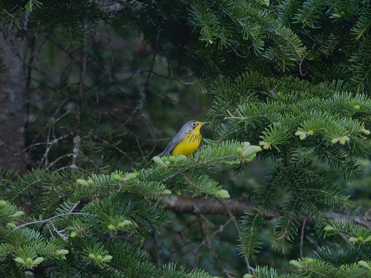 Canada Warbler - ML620039653