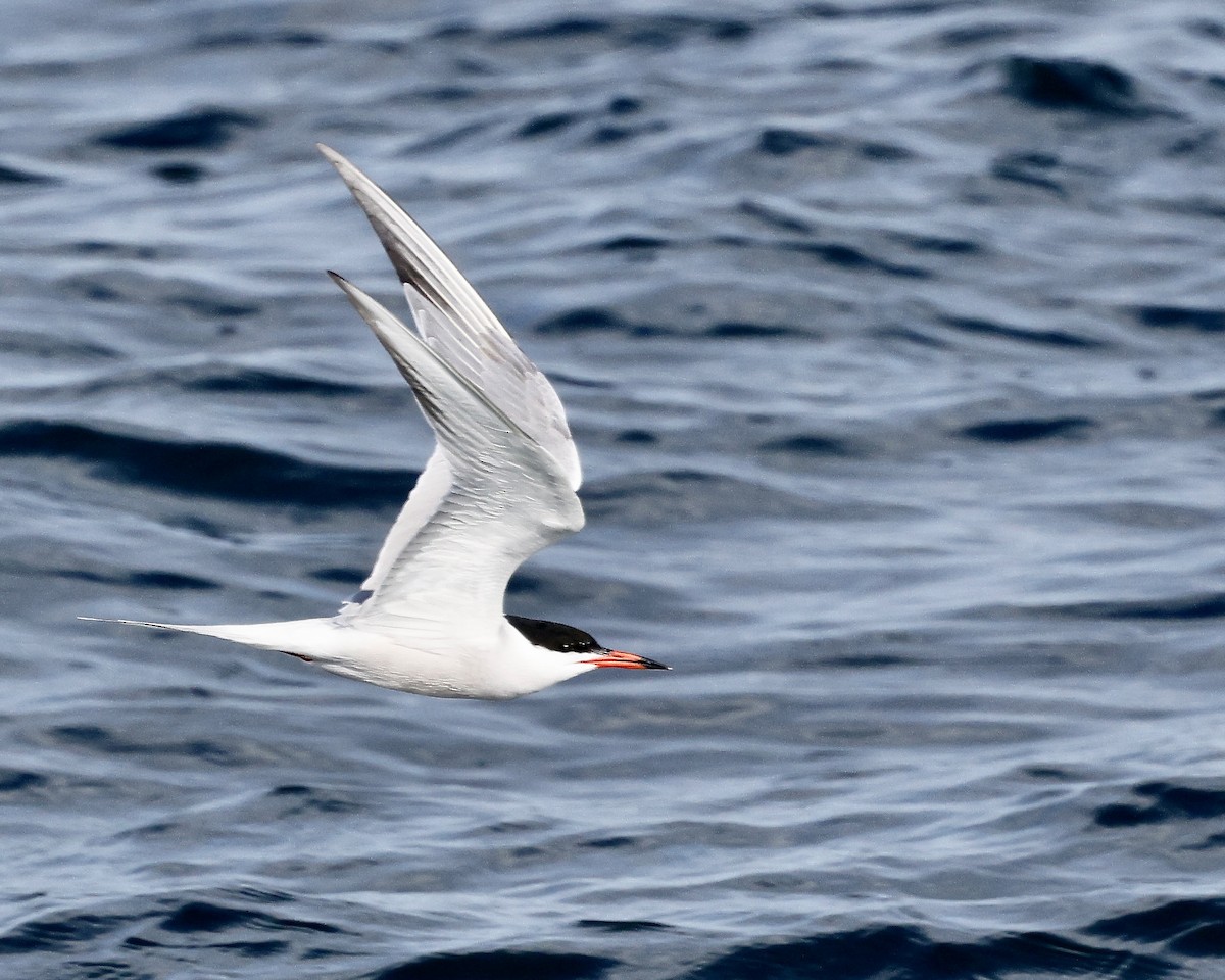 Common Tern - ML620039655