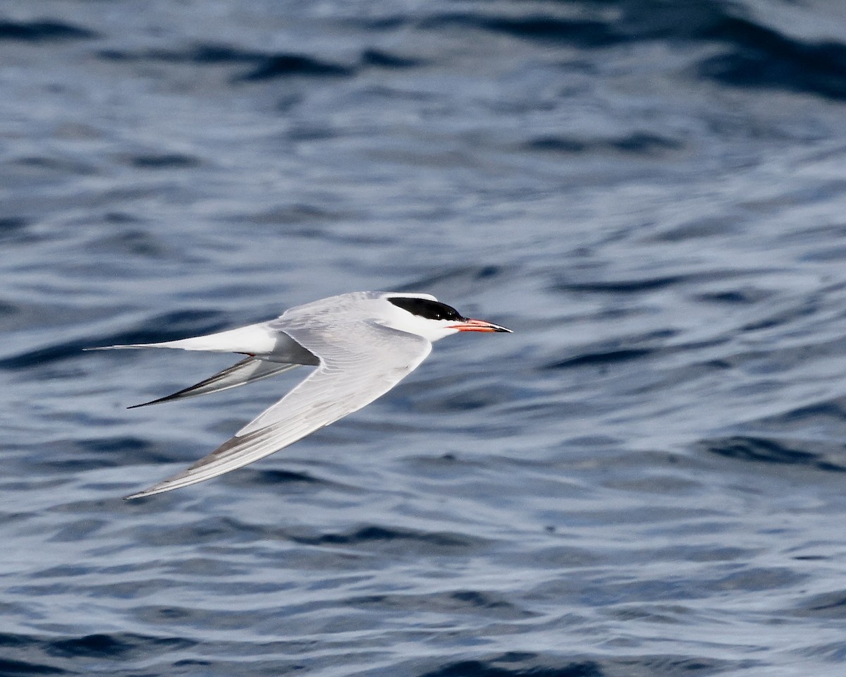 Common Tern - ML620039656
