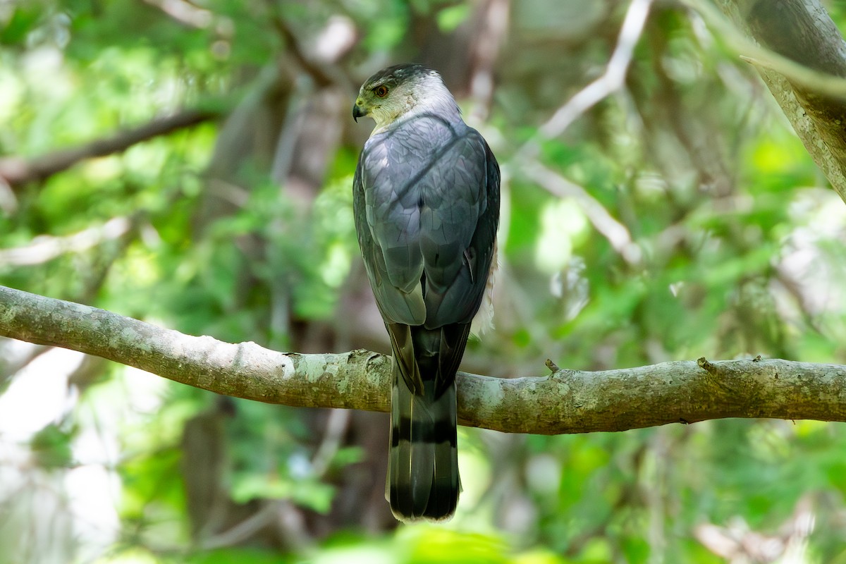 Cooper's Hawk - ML620039660