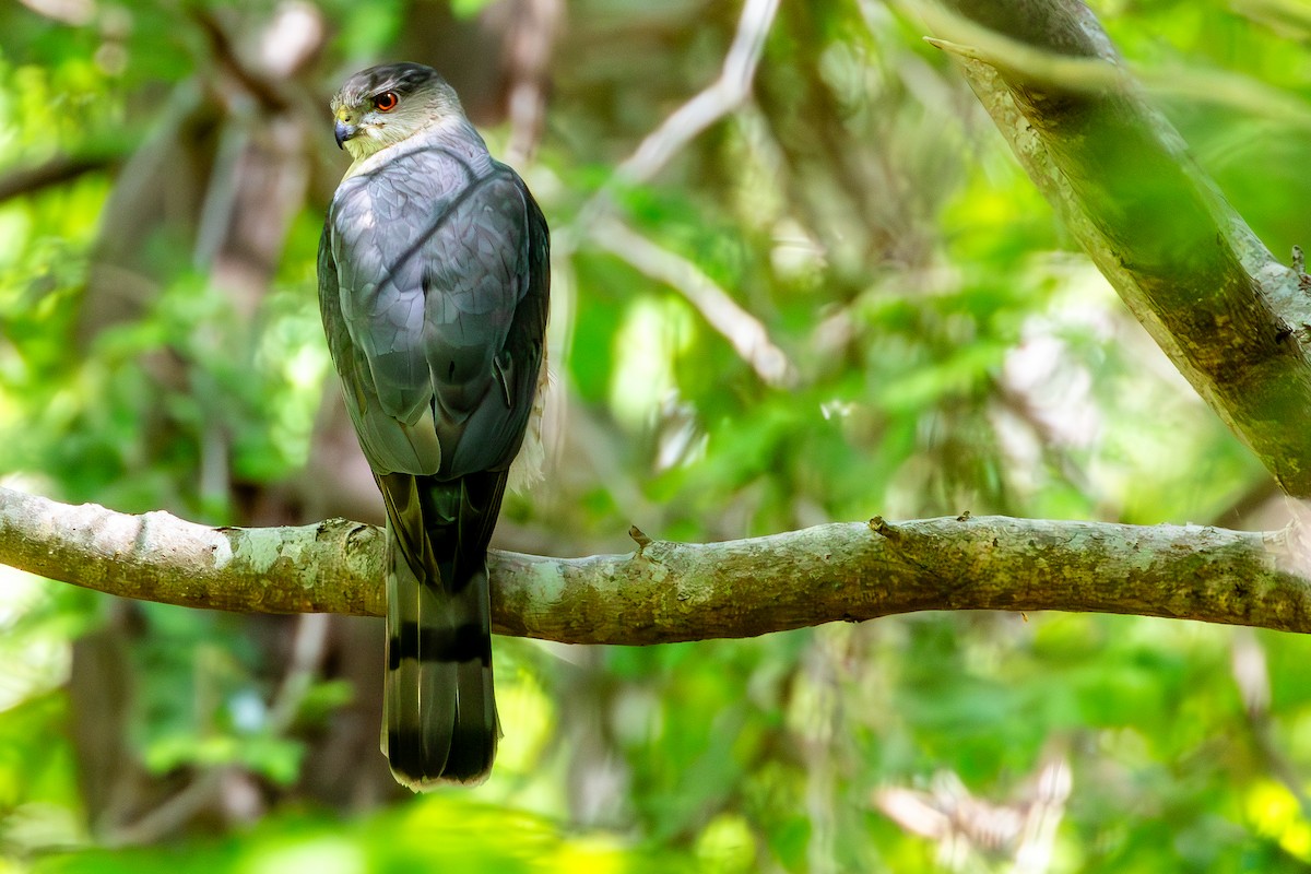 Cooper's Hawk - ML620039661