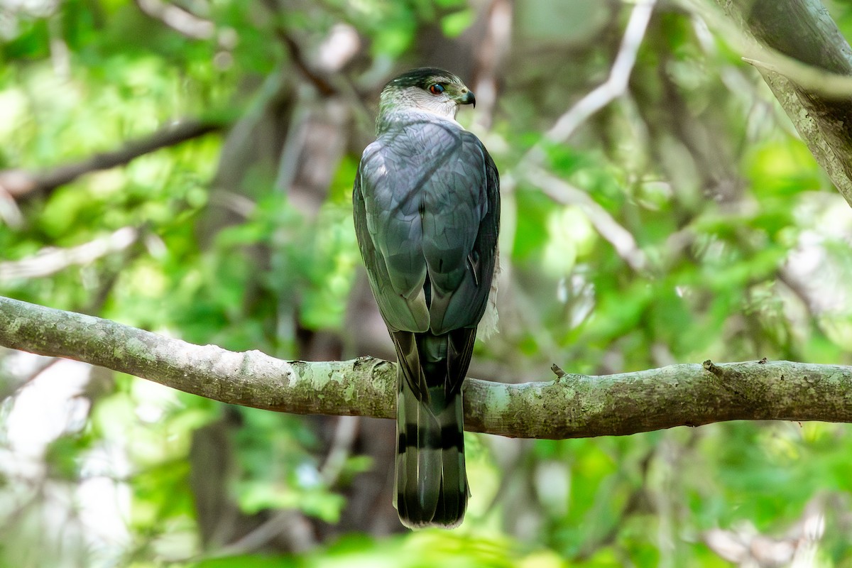 Cooper's Hawk - ML620039662