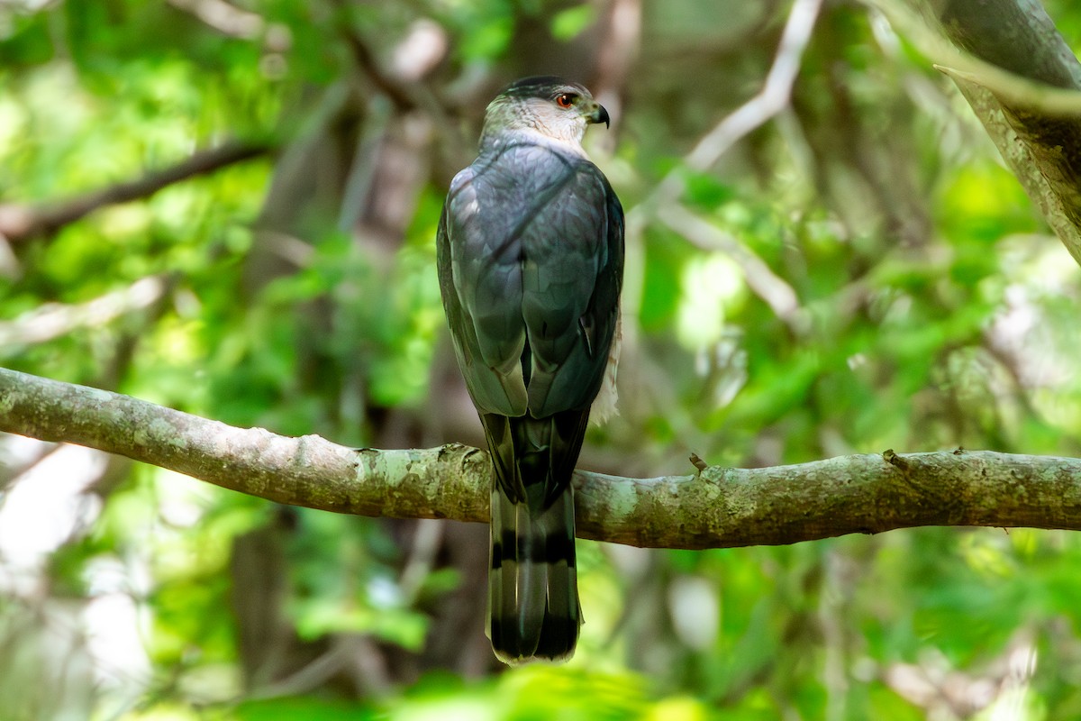 Cooper's Hawk - David Bergstrom