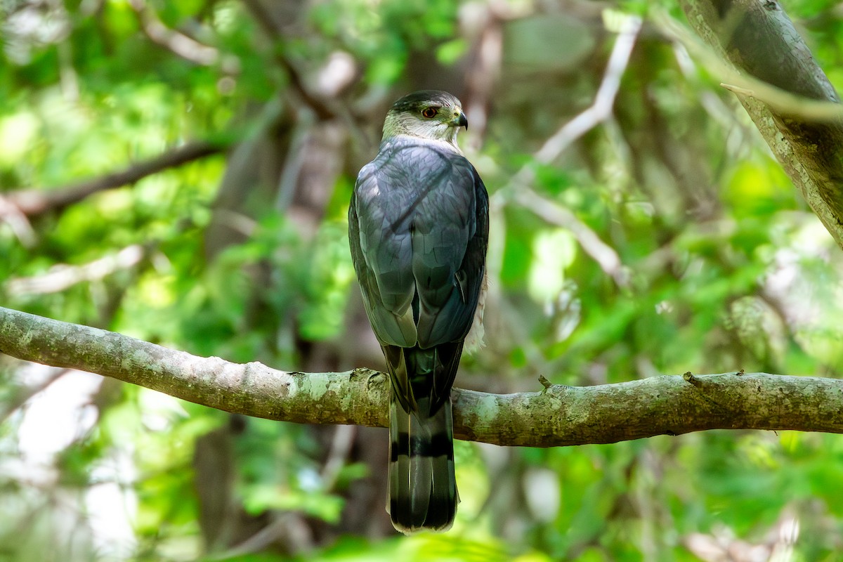 Cooper's Hawk - ML620039664