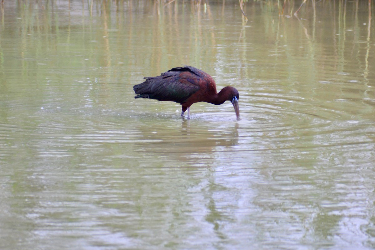 ibis hnědý - ML620039683