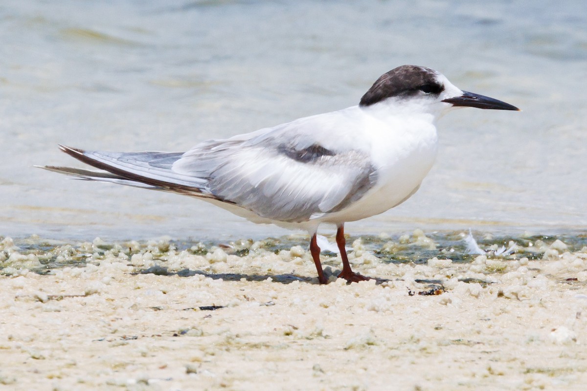 Common Tern - ML620039691