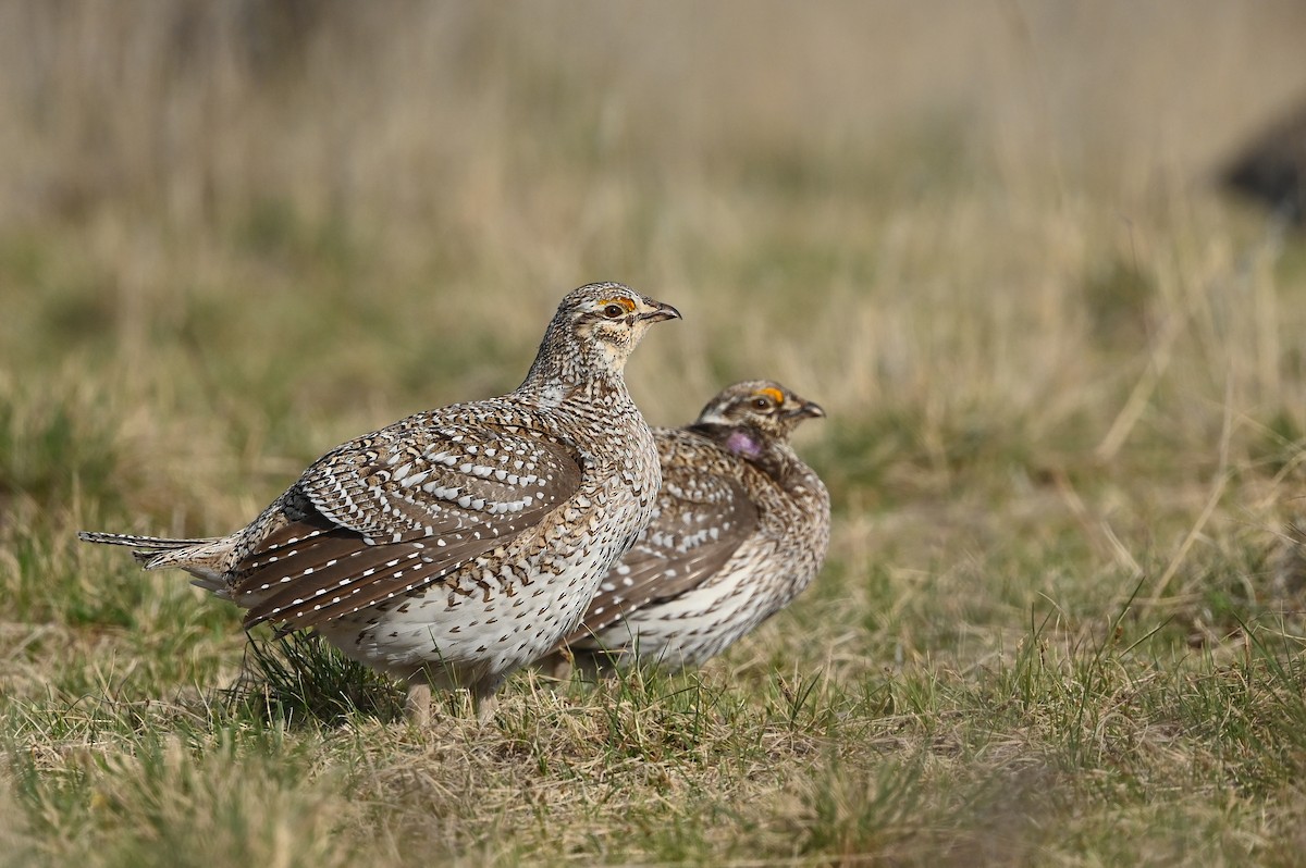 Sharp-tailed Grouse - ML620039706