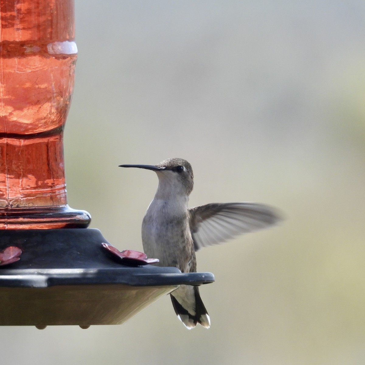 Black-chinned Hummingbird - ML620039741