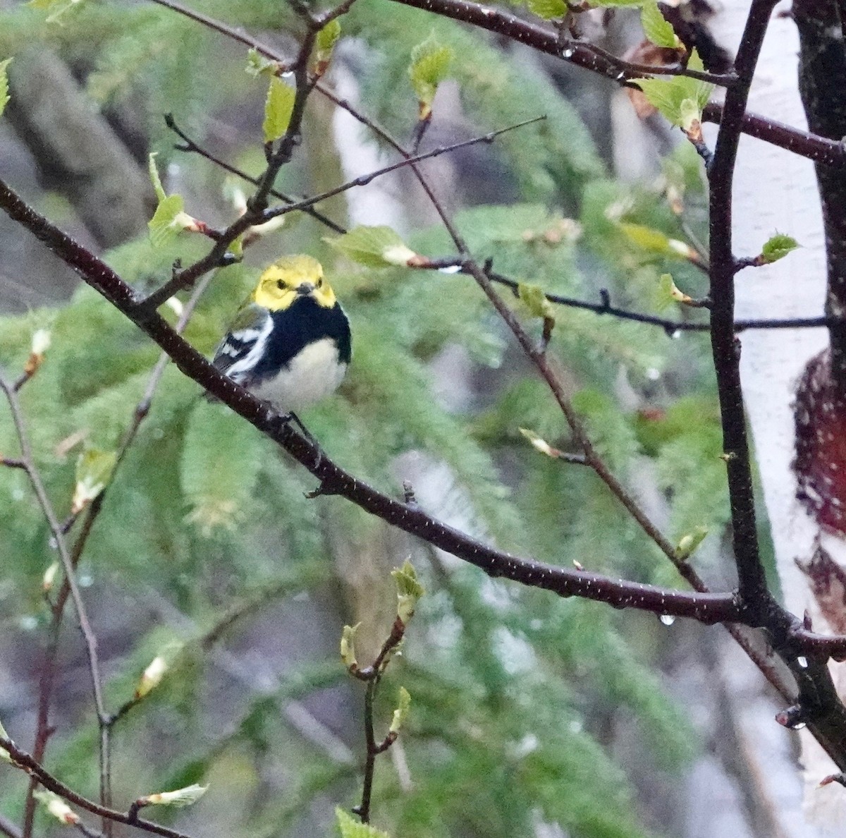 Black-throated Green Warbler - ML620039755