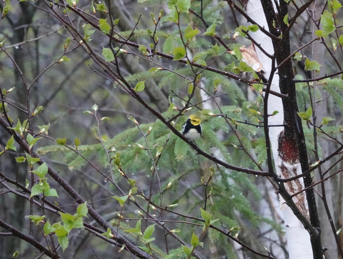 Black-throated Green Warbler - ML620039759