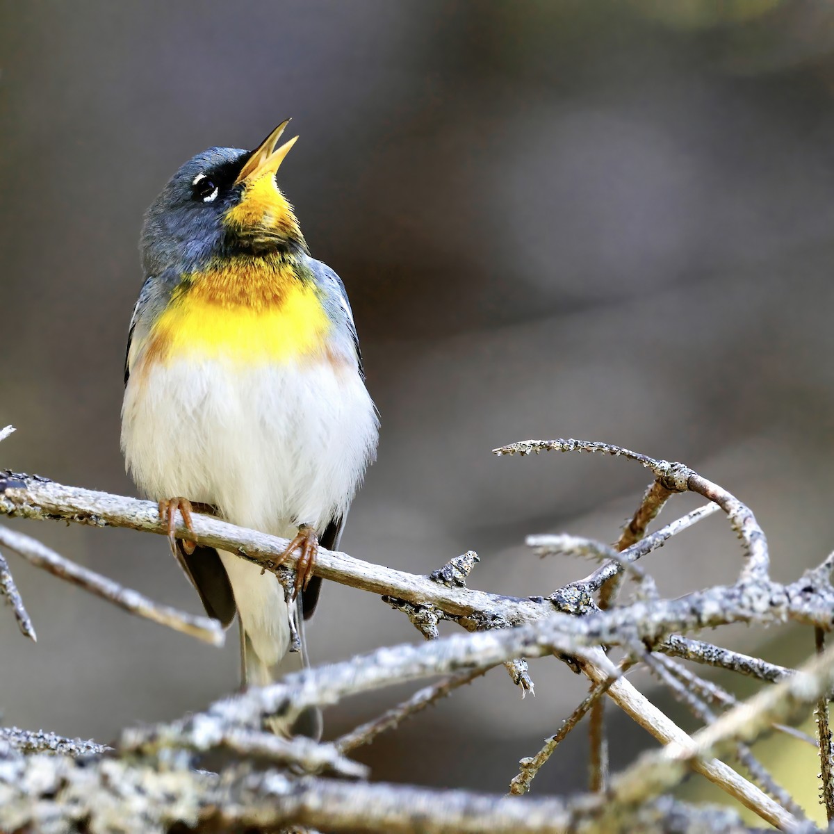 Northern Parula - Cate Hopkinson