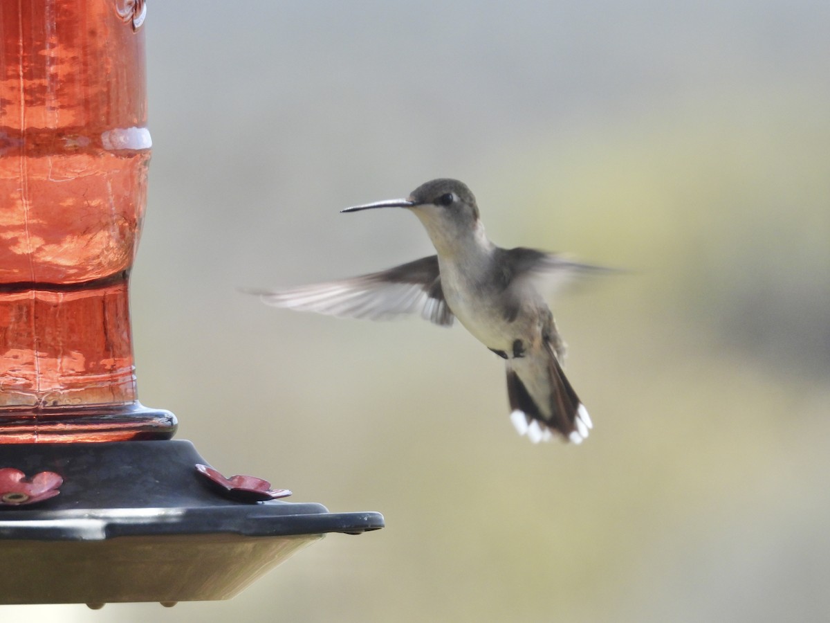 Black-chinned Hummingbird - ML620039790