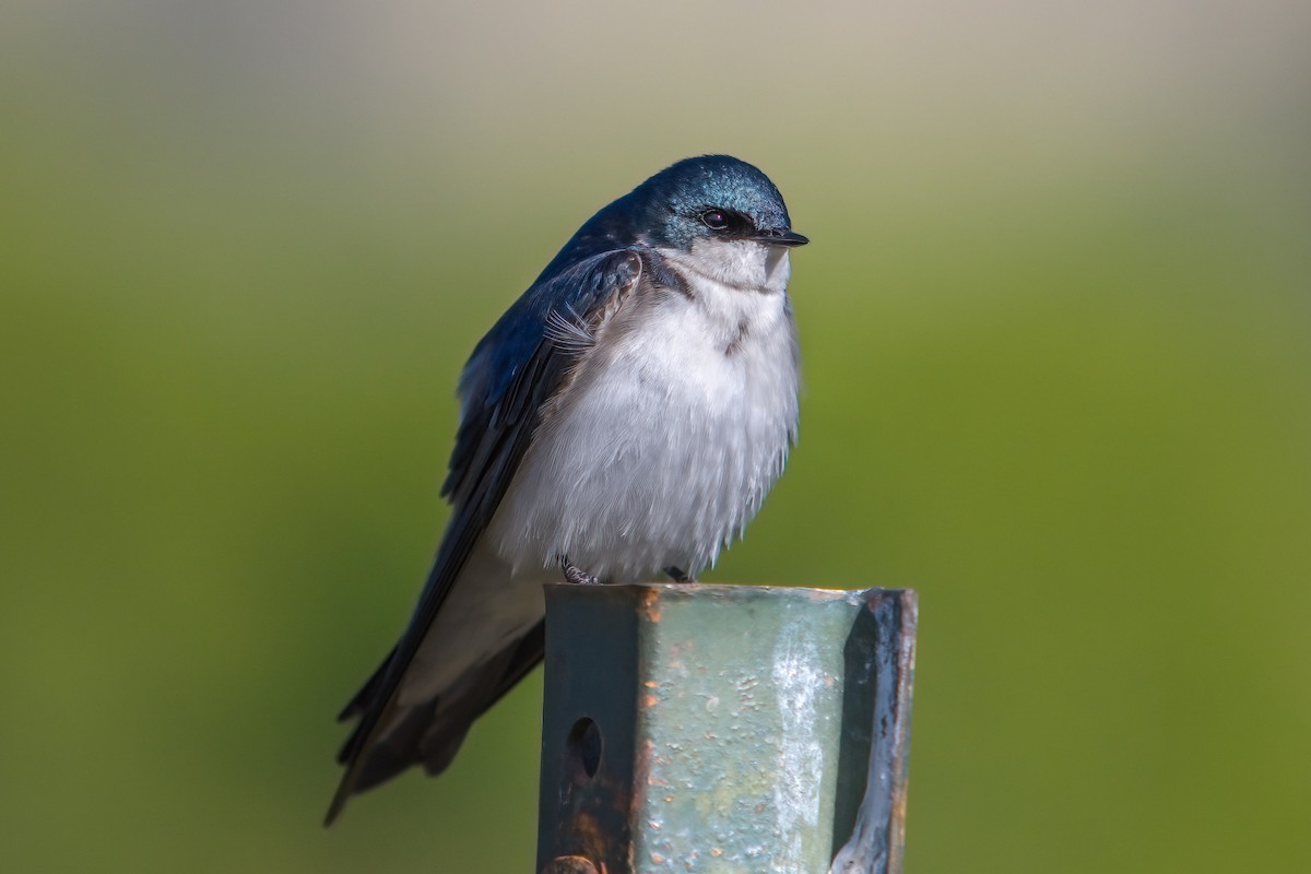 Golondrina Bicolor - ML620039797