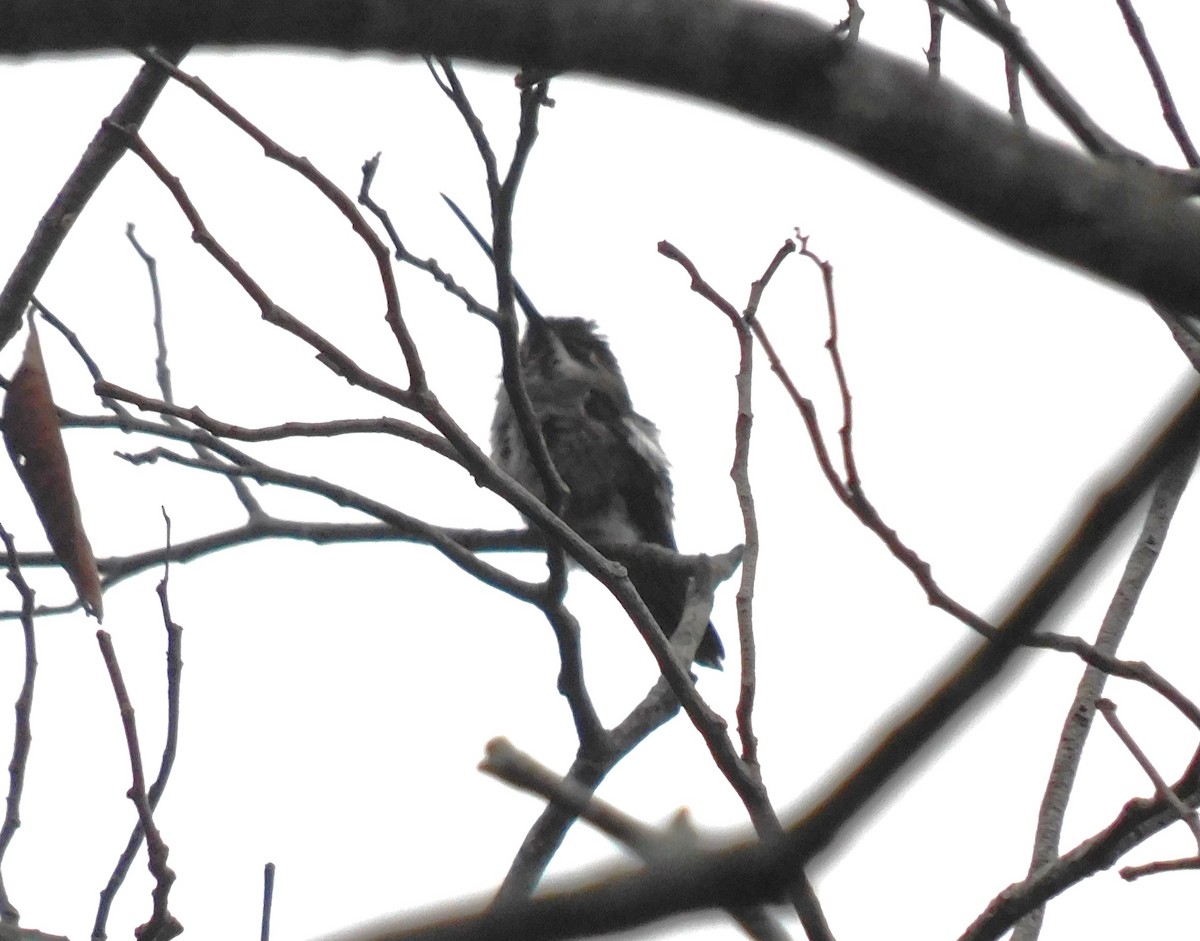 Long-billed Starthroat - ML620039799