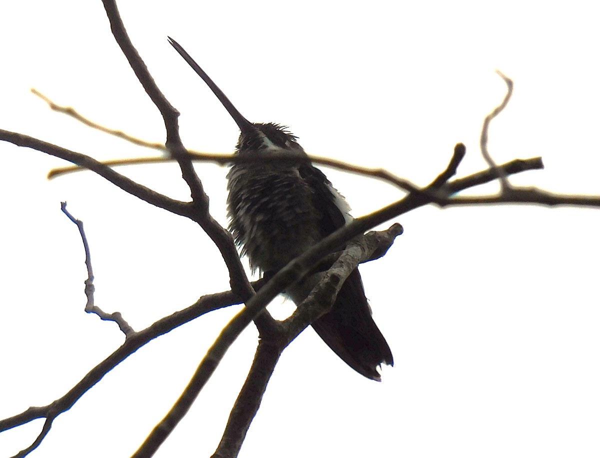 Long-billed Starthroat - ML620039805