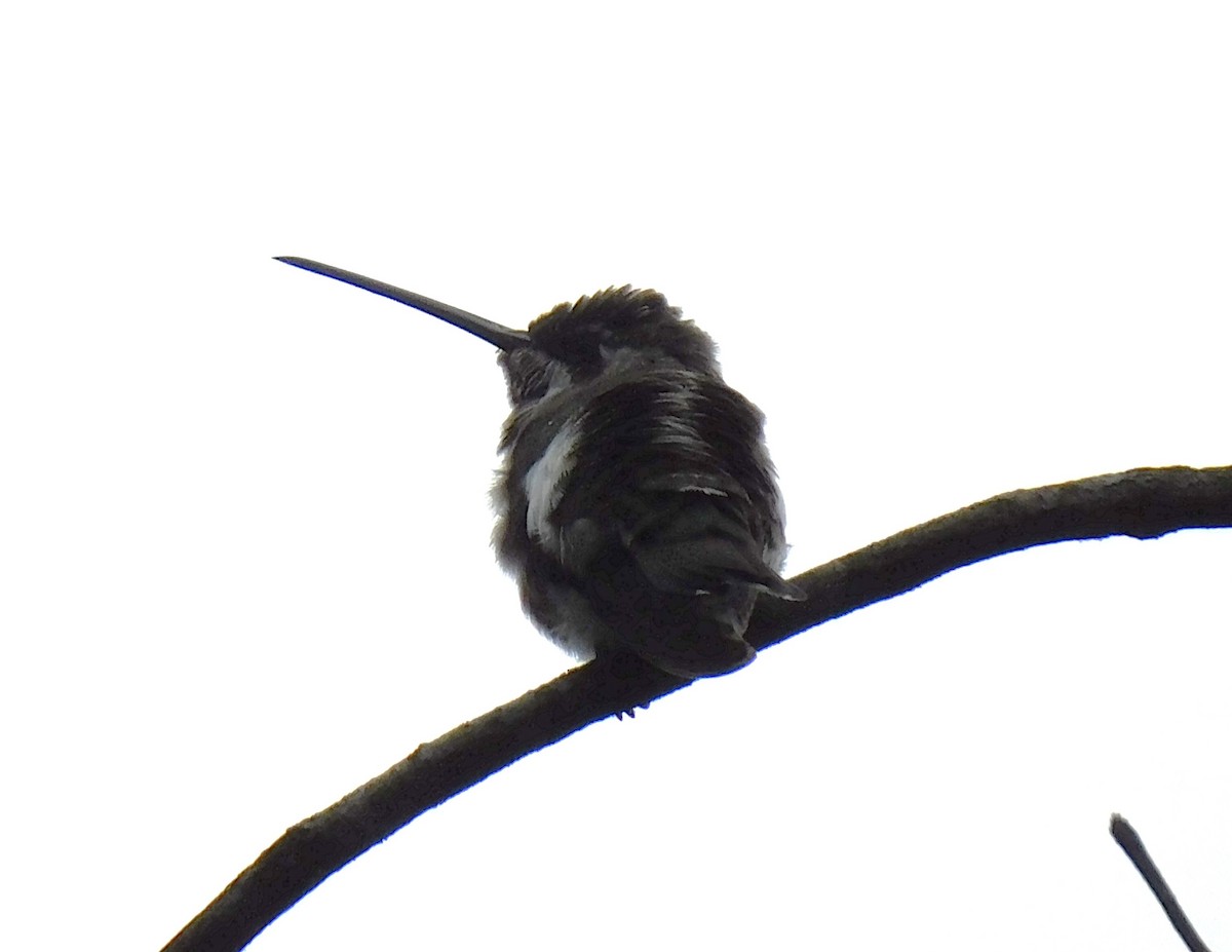 kolibřík hvězdohrdlý - ML620039806