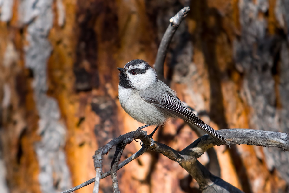 Mountain Chickadee - Prineet Anand