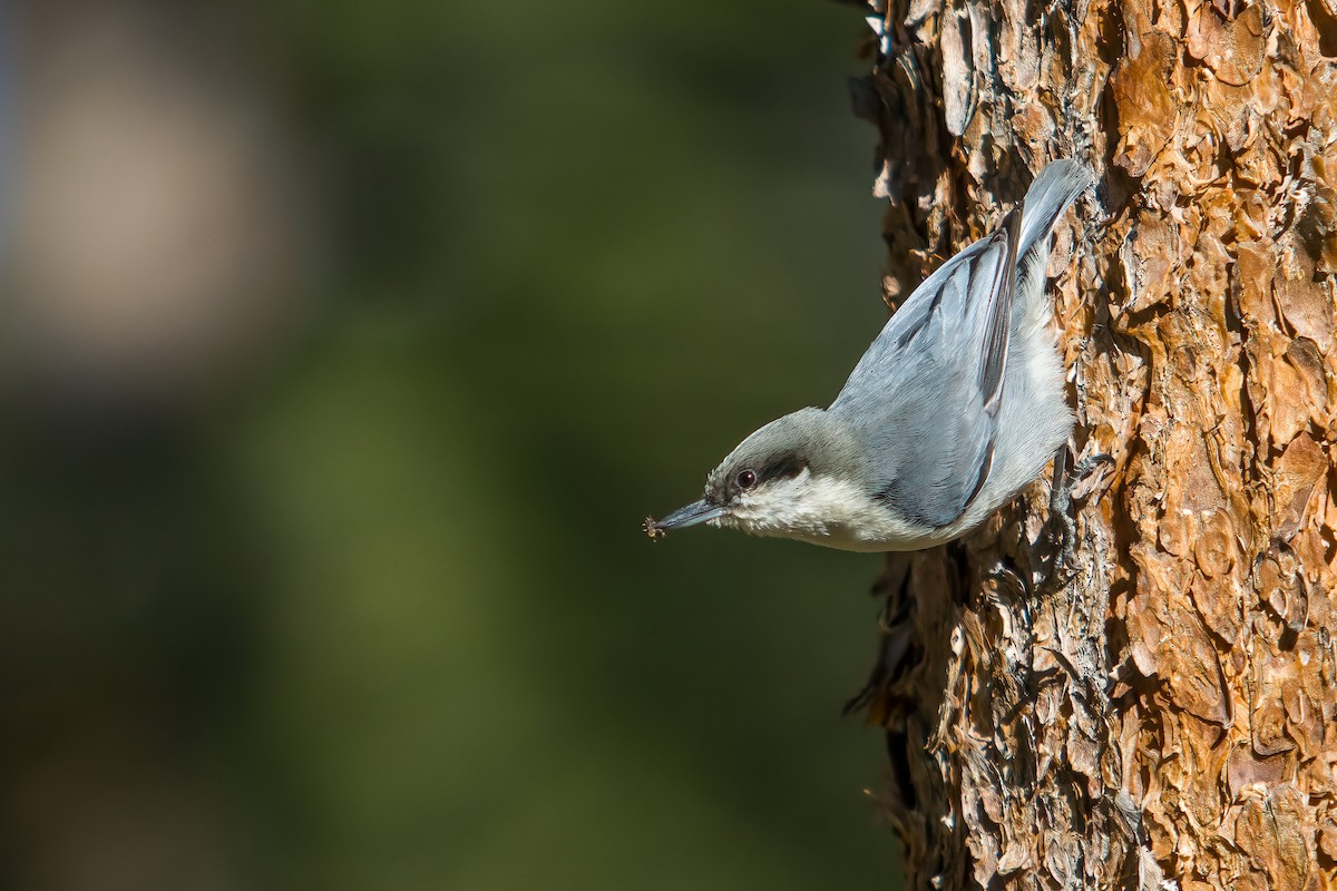 Pygmy Nuthatch - ML620039884