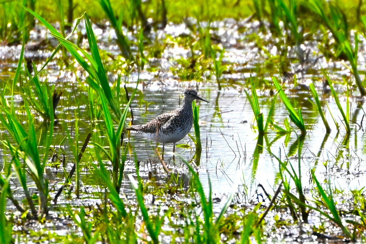 gulbeinsnipe - ML620039893