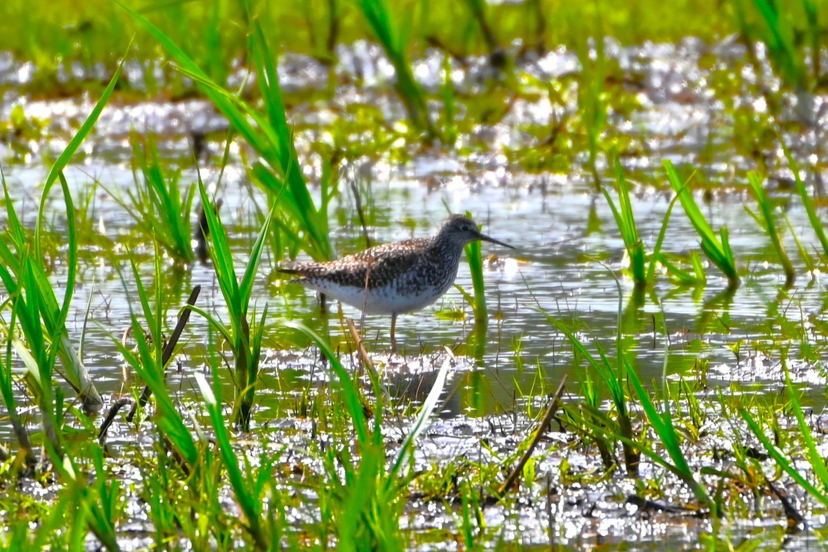 gulbeinsnipe - ML620039900