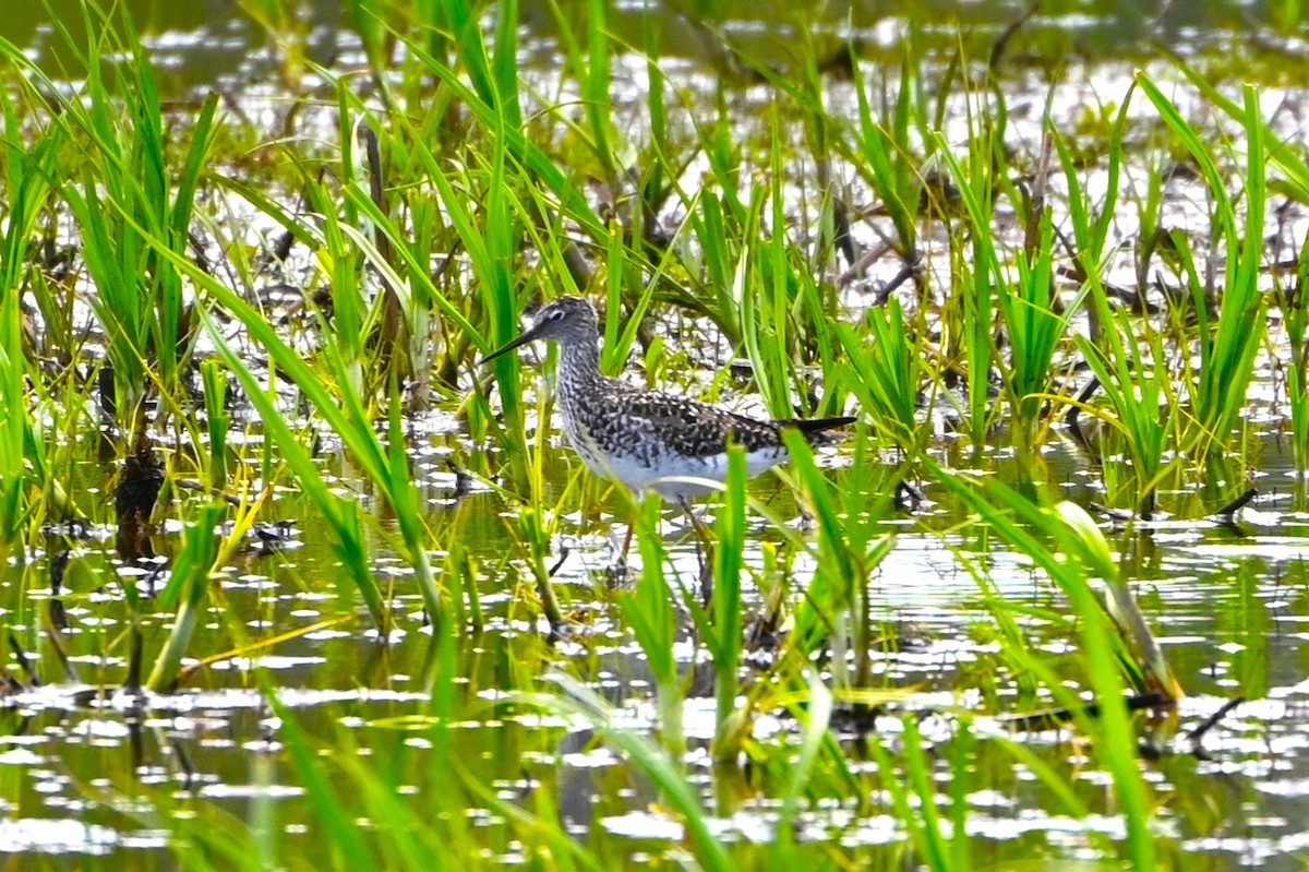 Lesser Yellowlegs - Geoffrey Newell