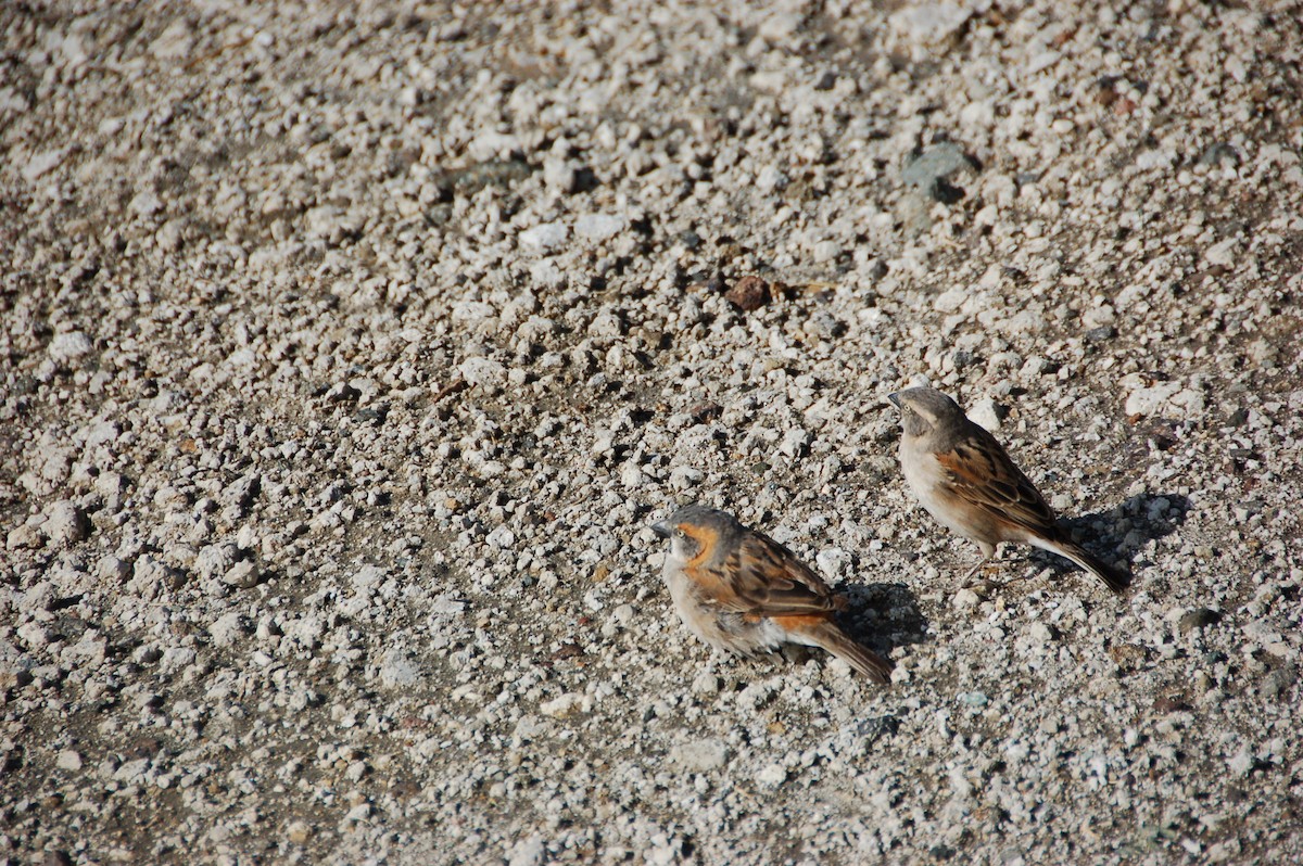 Kenya Rufous Sparrow - ML620039921