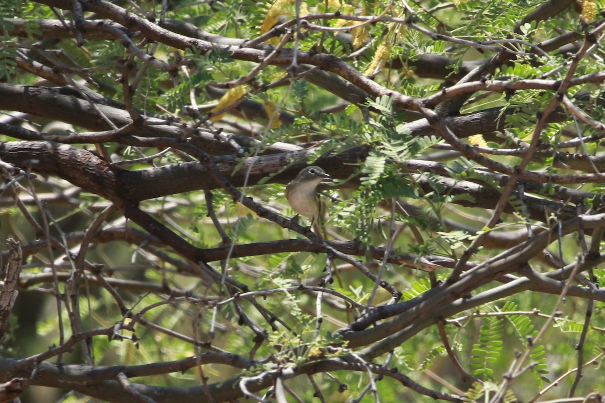 Cassin's Vireo - ML620039923