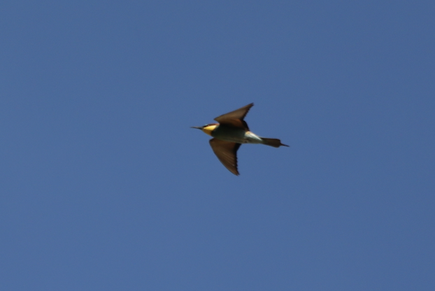 European Bee-eater - ML620039939