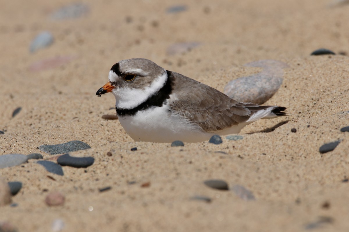 Piping Plover - ML620039948