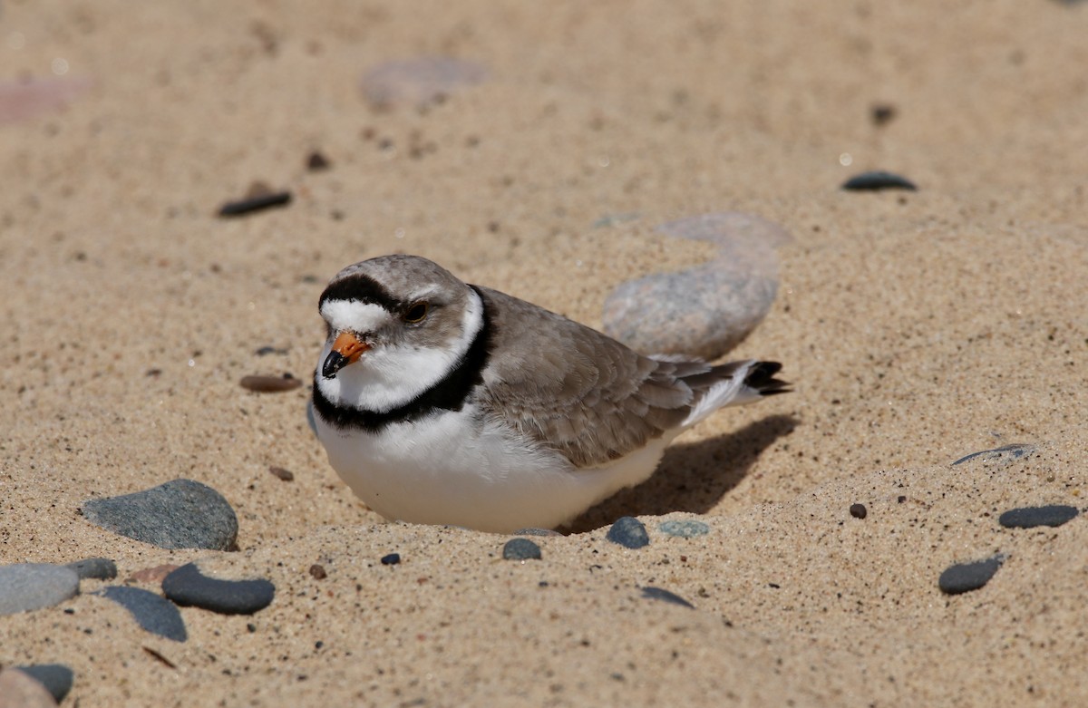 Piping Plover - ML620039949