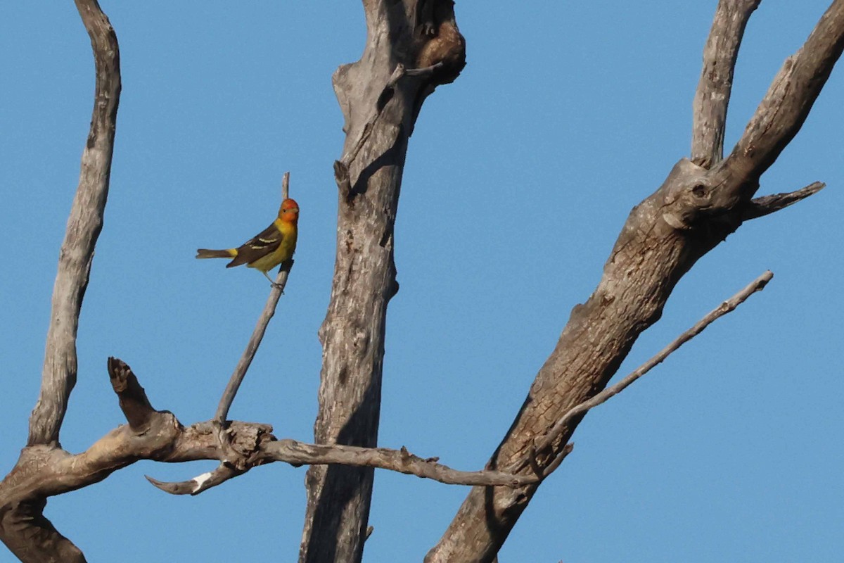 Western Tanager - ML620039956