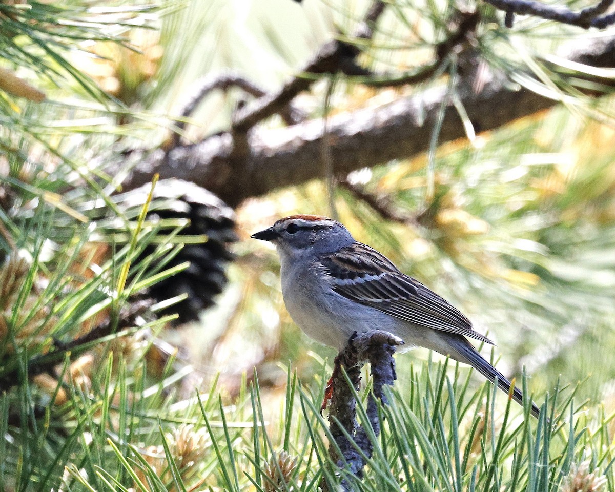 Chipping Sparrow - ML620039959