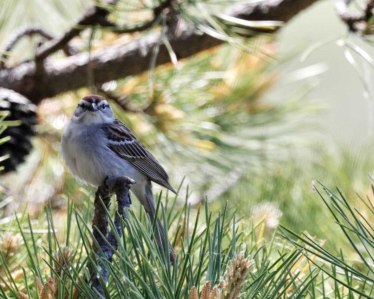 Chipping Sparrow - ML620039960