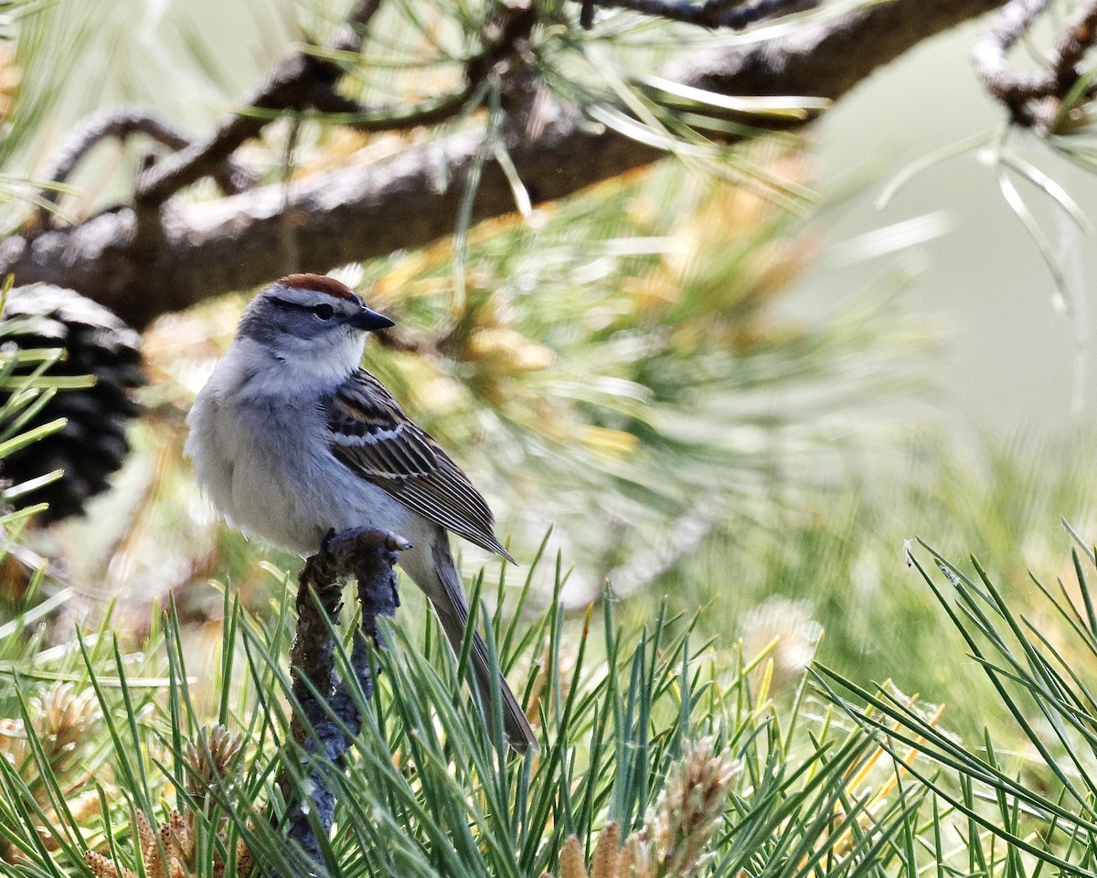 Chipping Sparrow - ML620039962
