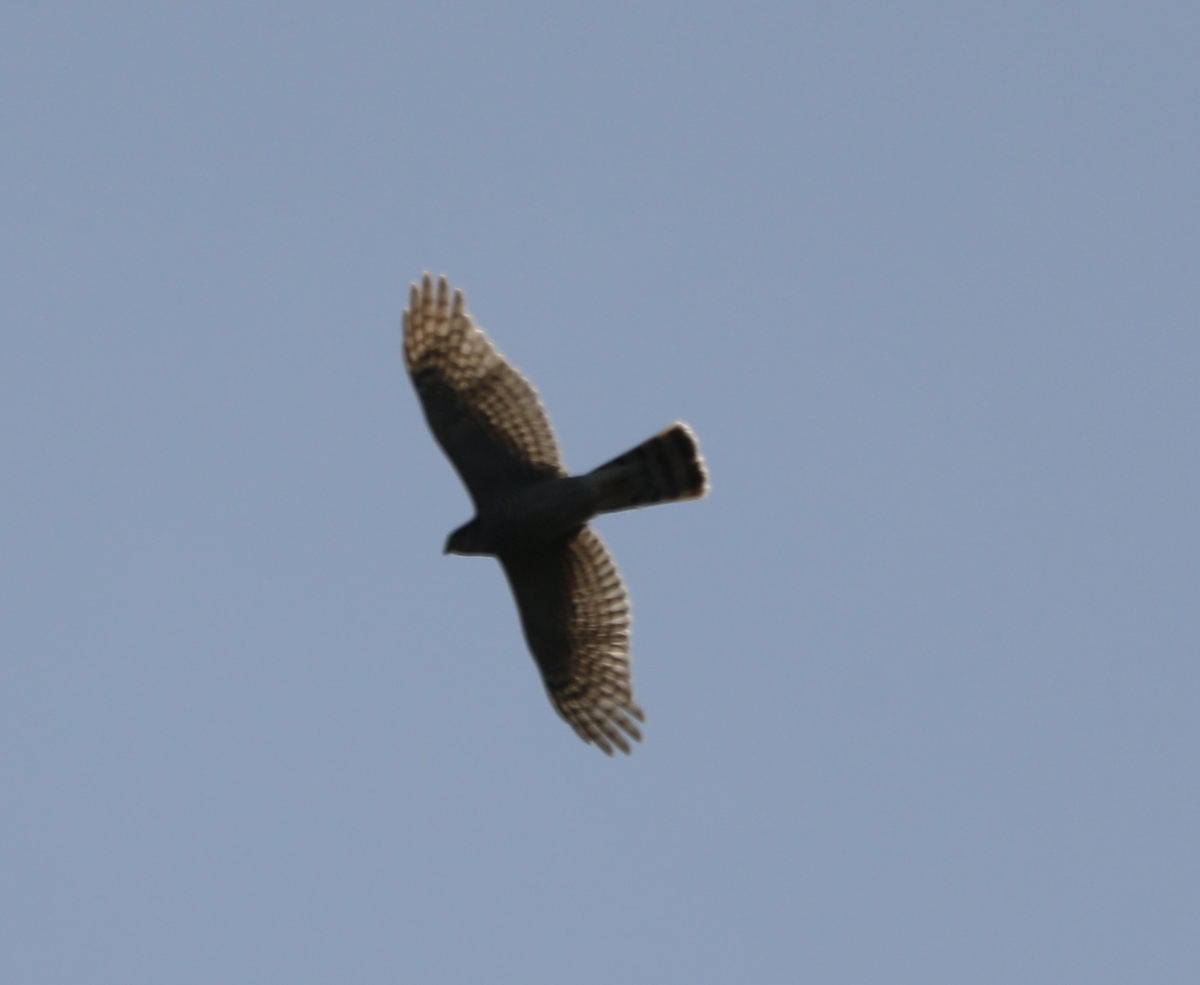 Eurasian Sparrowhawk - ML620039973