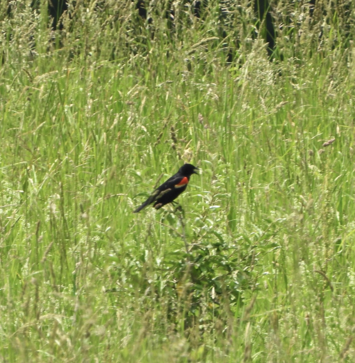 Red-winged Blackbird - ML620039993