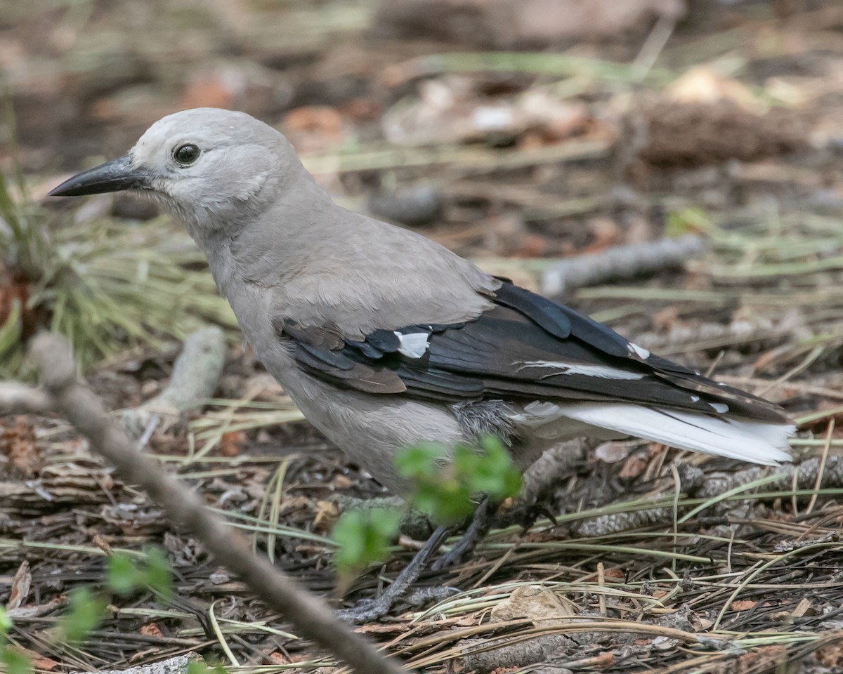 Clark's Nutcracker - ML620040006