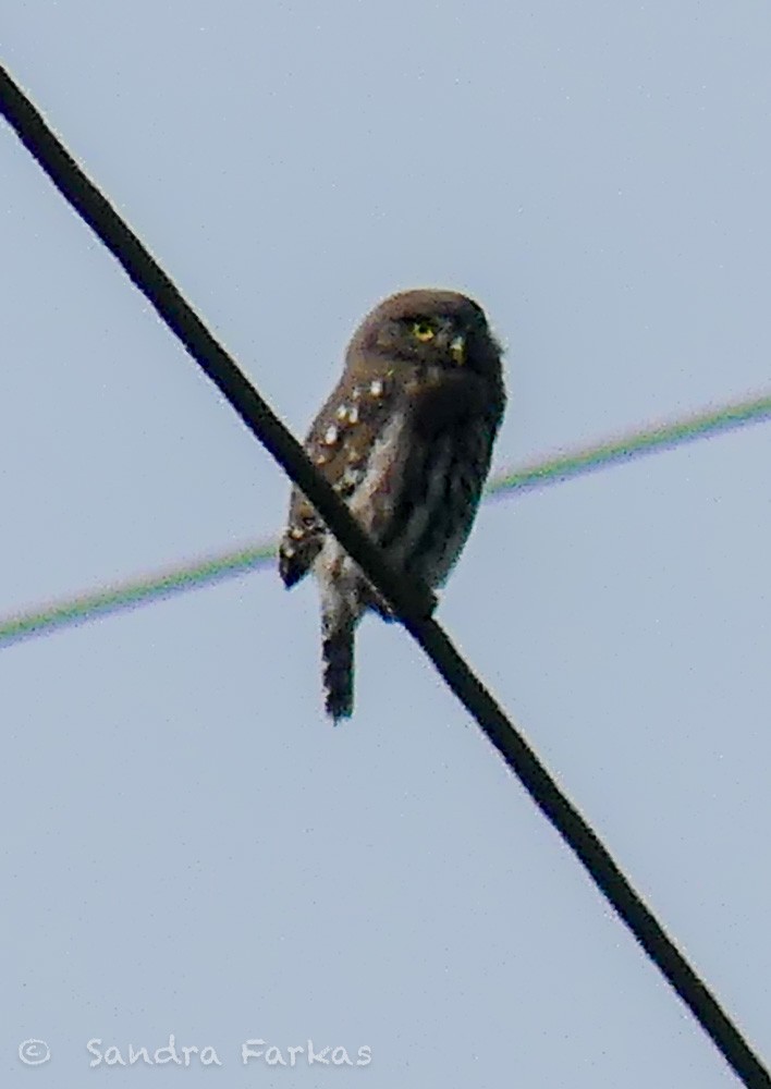 Peruvian Pygmy-Owl - ML620040007