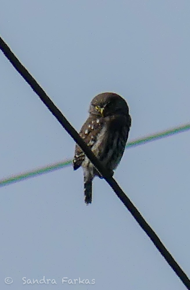 Peruvian Pygmy-Owl - ML620040008
