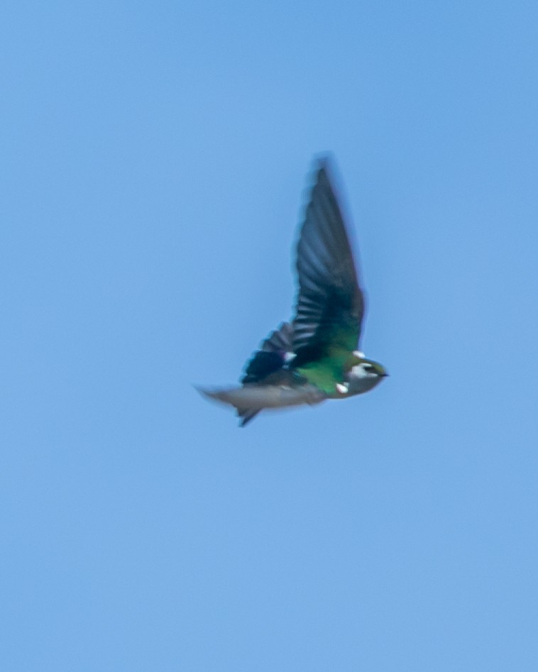 Violet-green Swallow - ML620040019