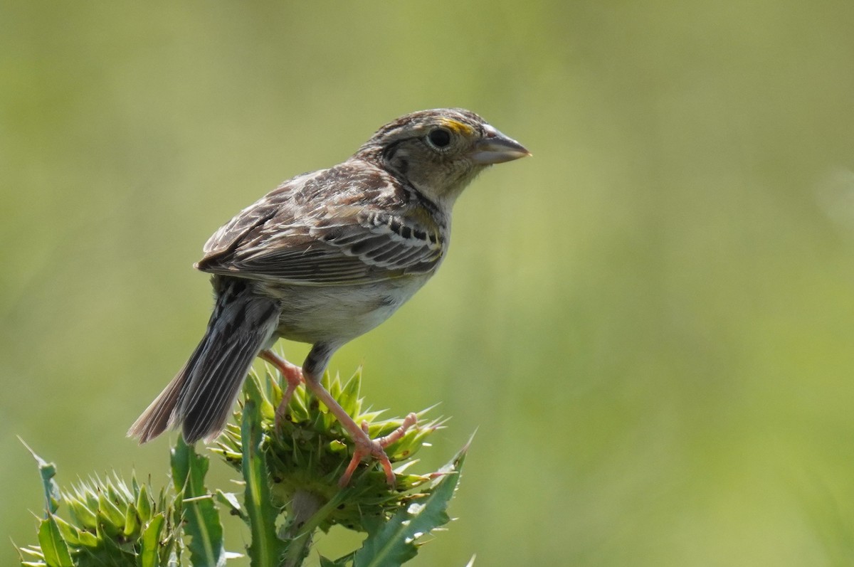 Grasshopper Sparrow - ML620040023