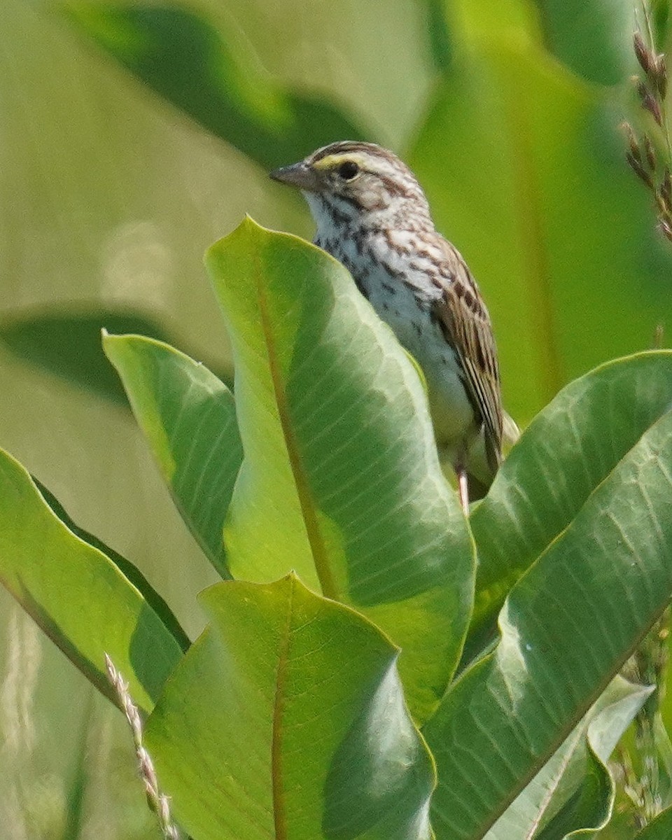 Savannah Sparrow - ML620040027