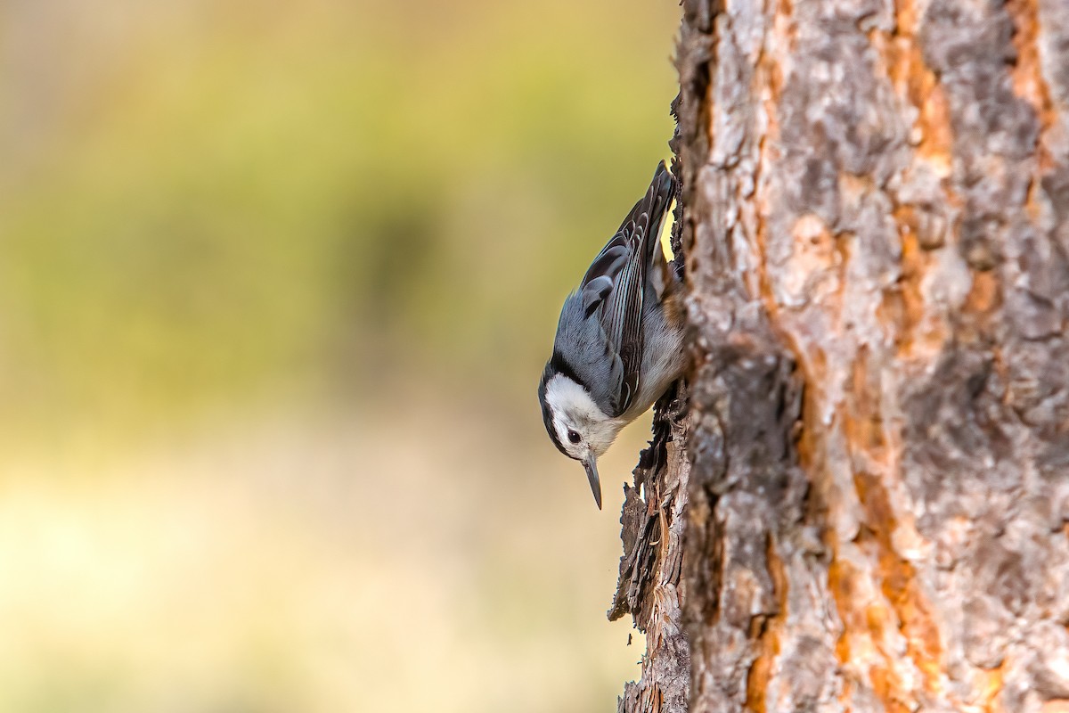 White-breasted Nuthatch - ML620040037