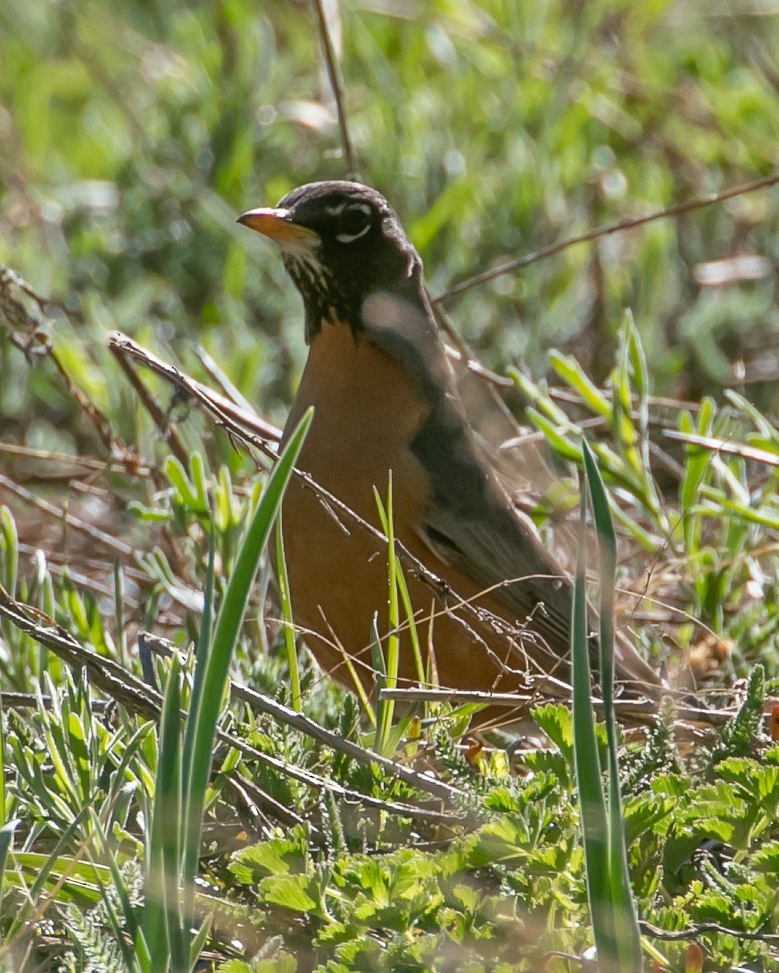 American Robin - ML620040038