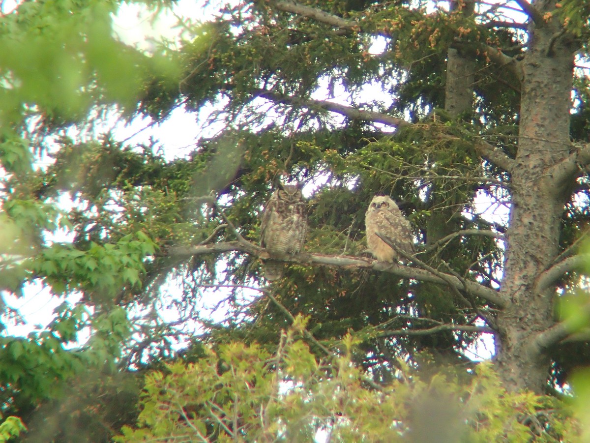 Great Horned Owl - ML620040046