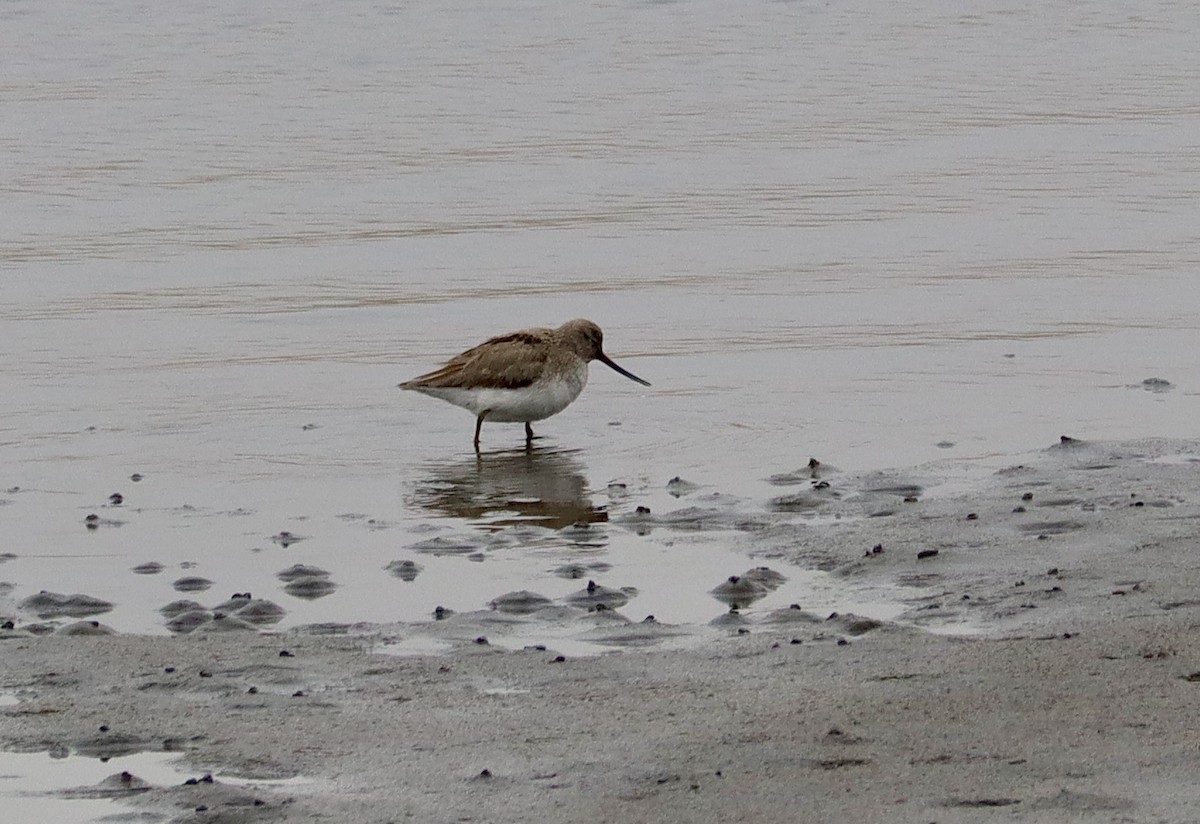 Terek Sandpiper - ML620040052